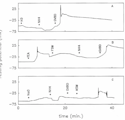 Fig. SA.B,CillustratesAs can be seen, the shapes of these recording are similar for gangliaobservedextracts,extractsappearsthechangesinmembranepotentialwhen meiosisreinitiation(A) was inducedby ganglion(B) occured spontaneouly.and (C) was triggeredby NH4CI