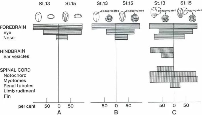 Fig.14.genes in the equatorialmal/vegetalcontrols.cribe the genes.specifictesy of Dr. JohnDemonstrationof the ('<Jnsef/prionof the muscle-specificdell!! region (Eq) of a stage 8 Xenopusembryo.andin ani-conjugates(AnIVeg)subcultivatedto stage20 of the untre