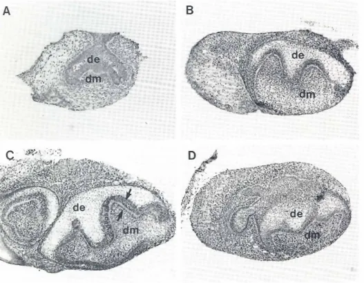 Fig. 1. Light micrographsmolar teethsurroundingmesenchymalnecessaryto somemesenchymalslightly.A