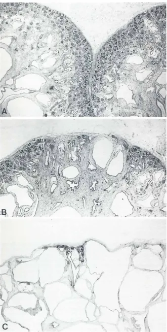 Fig. 1. C. A few developing