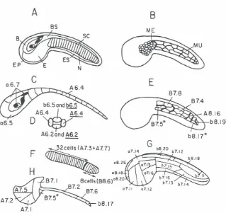 Fig. 5. Schematic diagramsof Halocynthiaroretzitaifbudembryosillustratingthe clonaloriginof cellsin varioustissues.A