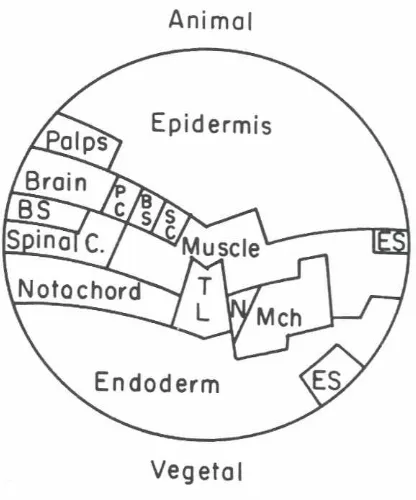 Fig. 6. Astem. ES: endodermaJ strand. Mch: mesenchyme.pigmented latera' view of the Halocynthiablastulafate map