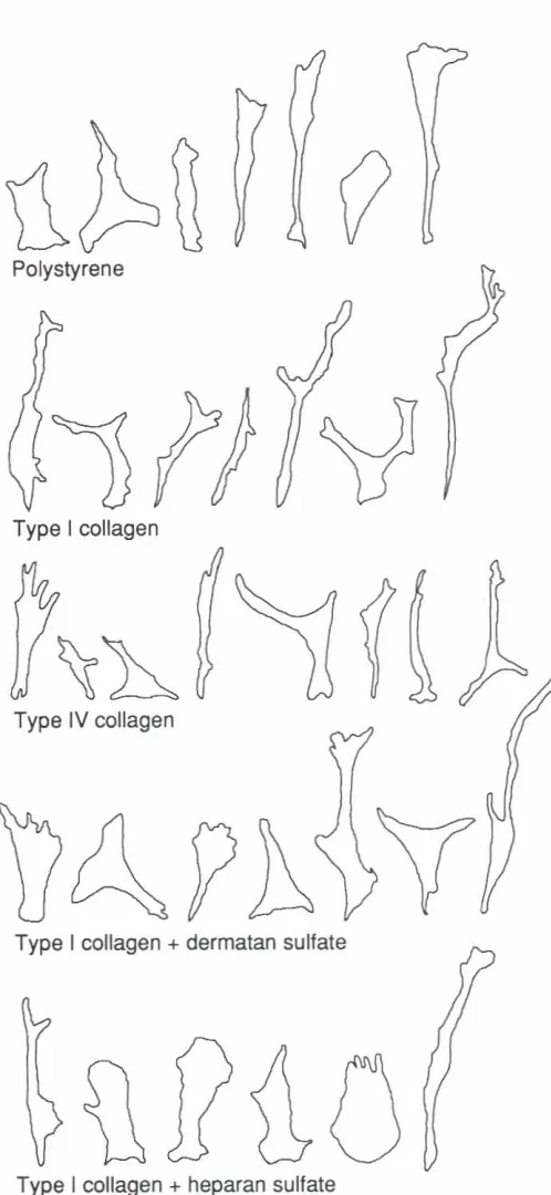 Fig. 4. Representativesamplesof outlinesdrawn from photographsof randomlychosencellsin 2-daycultureson varioussubstrates(polystyrene,typeI collagen,typeIV co/fagen,typeI co/fagen+dermatansulfate(2:1), typef collagen+ heparansulfate(2:1))