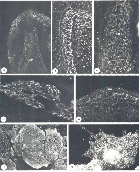 Fig. 5. Immunohistologic33D. stainingof toothla. b. c). andday-14headsectionsCd. e) anddentalcellsIf