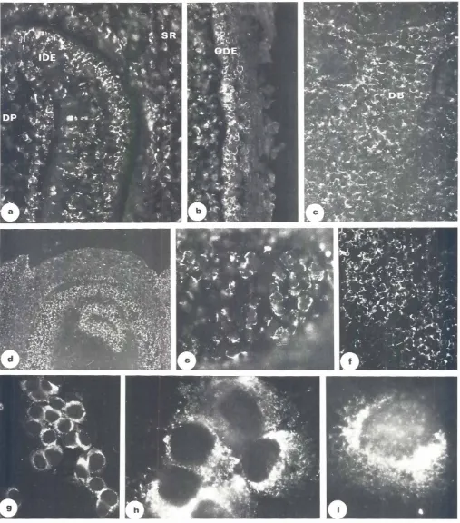 Fig. 6. Immunohistologicstainingof tooth(a, bl andday-14headsectionsIe, d, e, 1) anddentalcells(g, h, iI withmonoclo-nalMC22-37Y.B.Dental papilla cells WP), inner dentalepithelium(IDE) and ceffs of the stellatereticulum(SR) are positive.b