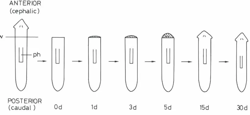 Fig.1. Externalfissiparons apperanceof a livespecimenof Dugesia(GHigrinastrain..x 10