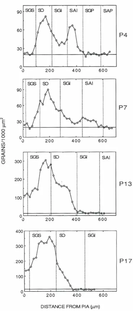 Fig. 5. Plotsground of graindensityvs. distance frompialsurfaceshowingdifferentpatternsof terminationof the occipito-tectalprojectionduring postnatal development.The points at which the counts weremadeat 20 ~Im intervalsacrossthe SC are indicatedby large a