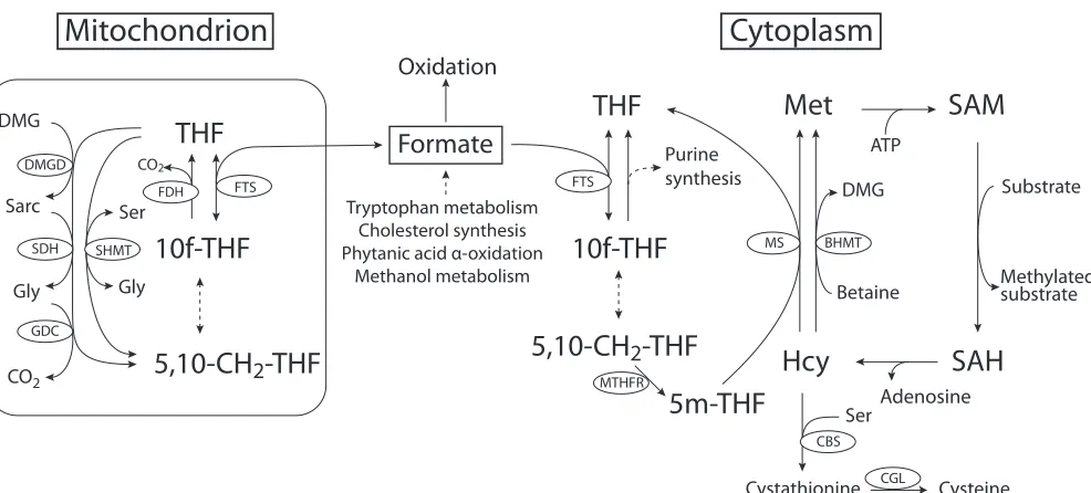 Fig. 3. Simulation, via the InSilicoMetabolism (ISM) model of one-carbonmetabolism, of the effects of decreasing methionine synthase activity onformate concentrations.