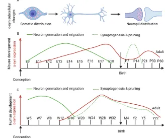 Figure 3. α-syn expression during neurodevelopment in mouse and human. A. Localization of α-syn from a somatic distribution at early stages of development to neuropil expression late in development and during adulthood