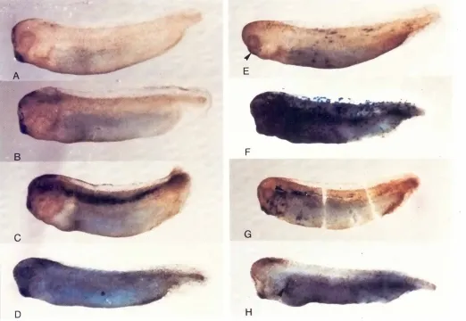 Fig. 4. HistochemicalB-galactosidaseandassayon Xenopusembryowhole-mounts.48 h old Xenopusembryos,which were non-injected(AL injectedwith tk ICI