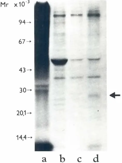 Fig. 3. Analysisof thebindingof H'I-Iabeled1aG4antibodytoP19S1801A1cells I.) and to mouseA/Ph thymocytesIC))