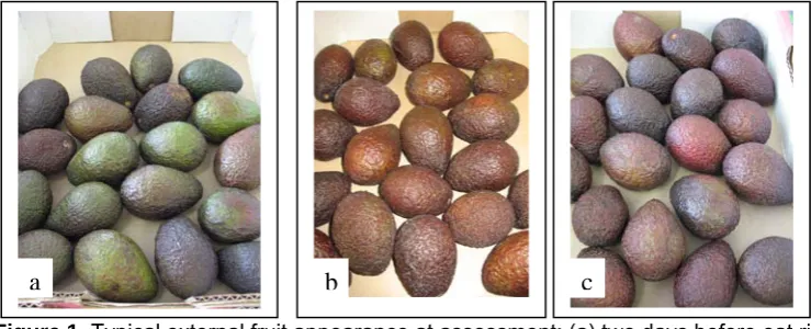 Figure 1. Typical external fruit appearance at assessment; (a) two days before eat ripe; (b) at eat ripe; (c) two days post-eat ripe