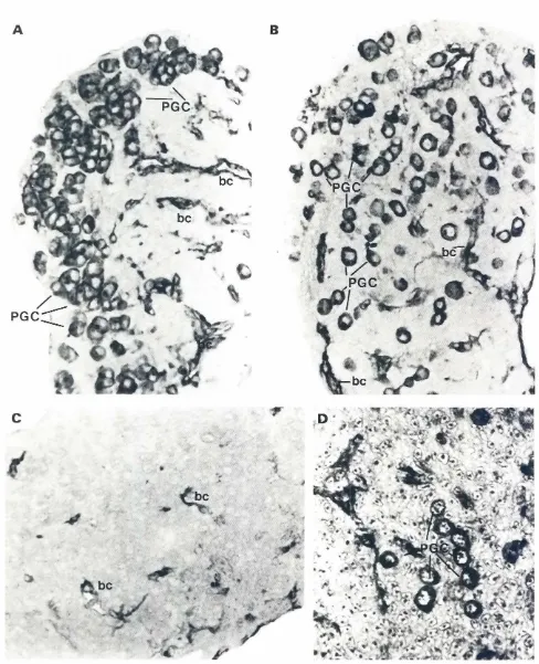 Fig. 1. Paraffin sectionsof 7 day quail embryonicgonads.x 480. (A) PAP reaction of 84 1.-100 on a sectionof female gonad.(B) PAP secrionof 841:100 on a sectionof male gonadIC) PAP reacrionof rhe preimmune80 1:100 on a sectionof male gonad