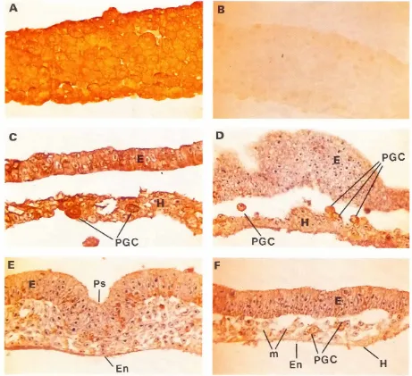 Fig. 3. Paraffin sectionsof quail at various developmentalstages.x 300.(AJ PAP reactionof 84 antiserum1:2000 on sectionof stage VIIblastodermIB) PAP reactionof the preimmune80 antiserum1:2000 on sectionof stage VIIblastoderm.IC) PAP reactionof 84 antiserum