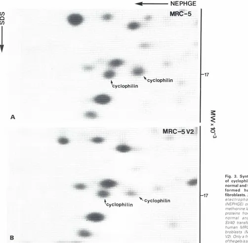 Fig. 3. Synthesisof cyclophilin