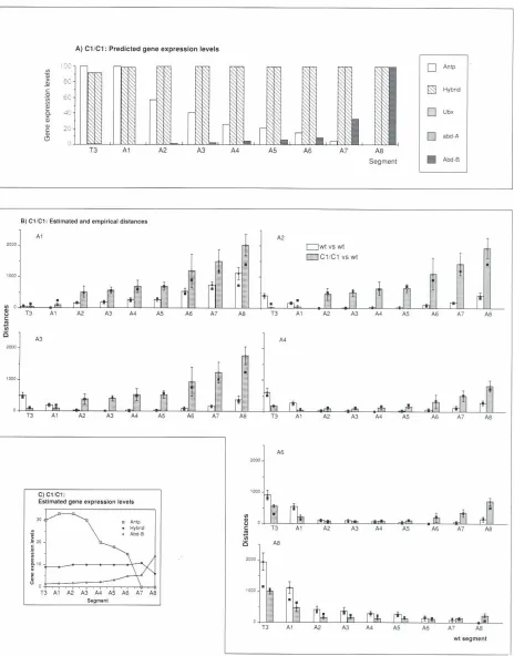 Fig. 7. fA) Predictedgene expressionlevels for C1/C1larvae.obtained from the model equationswith the appropriatechanges(see text) and usingthe levels for the general repressor system andposteriorrepressorelementshownin Fig