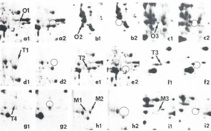 Fig. 3. Cuts of gels from 19 day old normalembryonicpolypeptides T1, T2, T3. T4 (see Fig_femaleand male chick gonadsand mesonephros.a 1, b"C1 depict spots 01, 02, 03 (seeFig