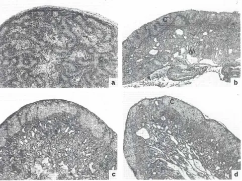 Fig. 5. Histologicalsurveyof left testisand ovary from a 19 day old chick embryo.(a) controltestis: Ib) testis from estradiol benzoate-treated embryo:note the presenceof a superficialcortex(C) andan underlymgmedulla(M)withtesticular cords; Icl control ovary; (d) ovary from a ramoxifen-treatedembryo: the ovary is reducedin sIze and featuresa thin cortex(C), x96