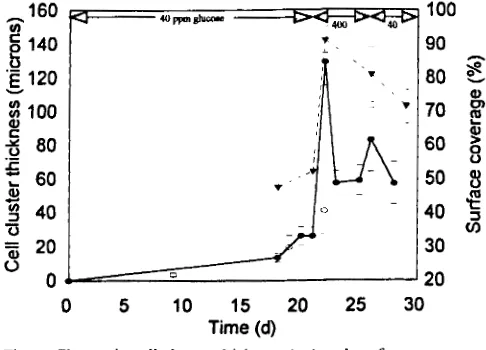 Fig. 5 the laminar Influence of flow velocity on biofilm surface coverage in (T) and turbulent ( 0 )  flow cells over time for Kun 1