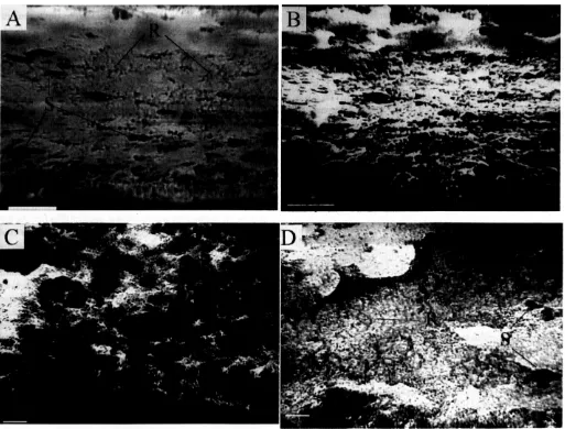Fig. 8 same field of flow as Biofilm grown in turbulent flow (Run 2) at: (A) 21 d grown on low nutrient media (scale bar = 500 pm); (B) same field of view (A) 10 h after switching to high nutrient media; (C) d 26, after 5 d at high nutrient media (scale ba