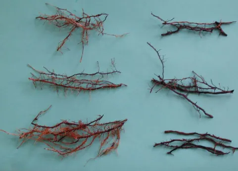 Figure 1 - Sugarcane roots from the region (0-2 cm) immediately below the trash  blanket (left) and from 15 cm below the soil surface (right), showing the pathogen-