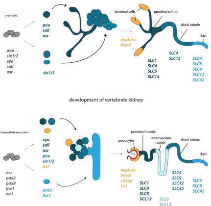 Figure 4. Development and structural correspondences of protonephridia and kidneys. Cartoon depiction of the molecular programs governing the regeneration of planarian protonephridia and the development of vertebrate kidneys, based on Scimone et al 2011 an