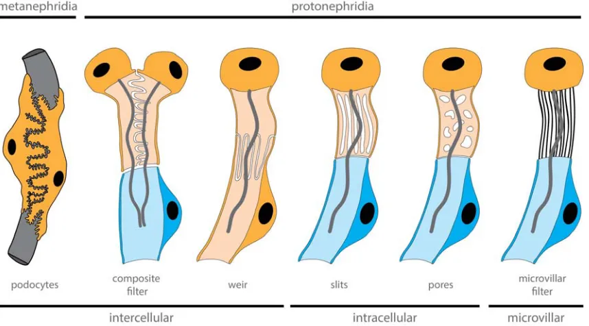 Figure 5. Diversity of filter-forming cells within nephridia. The filter apparatus can be formed by different cell features