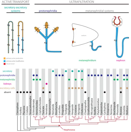 Figure 1. Excretory systems distribution across the animal tree. Schematic drawings and typology of basic types of excretory organs with color coded sites of primary urine production and modification (see text for details)