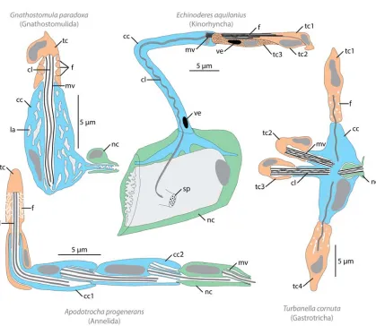 Figure 2. Morphological diversity of protonephridia. Schematic reconstruction of various protonephridial systems as inferred protonephridial filter, protonephridium), from TEM studies, based on (Kristensen and Hay-Schmidt, 1989; Lammert, 1985; Teuchert, 19