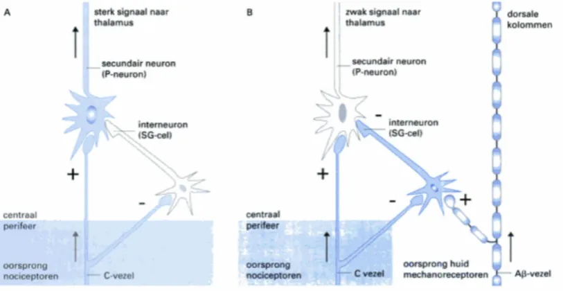 Figure 5: Control module for the ”gate control theory of pain”. A. Only the C-ﬁbers are stimulated