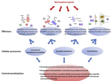 Figure 6: Cellular processes leading to central sensitization[31].