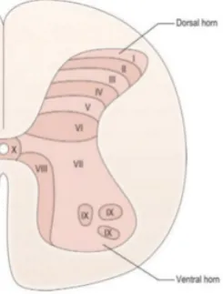 Figure 1: Vertebral Laminae.