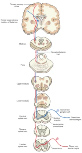 Figure 2: The neospinothalamictract.