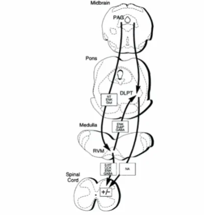 Figure 4: Descending pain pathways and the neurotransmitters that are involved[19].