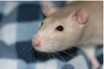 Figure 1.1: Rat with whisker.