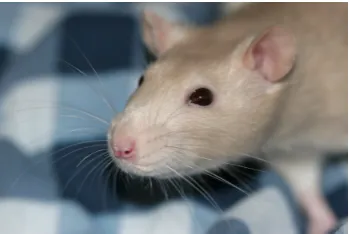 Figure 1.1: Rat with whisker.