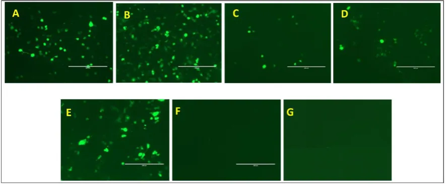 Fig. 6 shows the results of a preliminary experiment used to determine the optimal transfection 