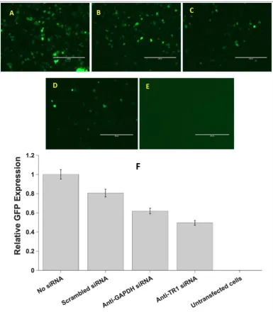 Fig 7. Effect of siRNAs on GFP production from the pNefATI1 construct.  Panels A-E show EVOS microscopy images of each transfection condition: A