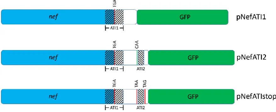 Fig. 2.  Schematics for the plasmid inserts used to assess nef 3’-UGA readthrough. Regions 