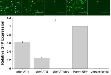 Fig. 3. Readthrough of the HIV-1 nef 3’-UGA codon. 
