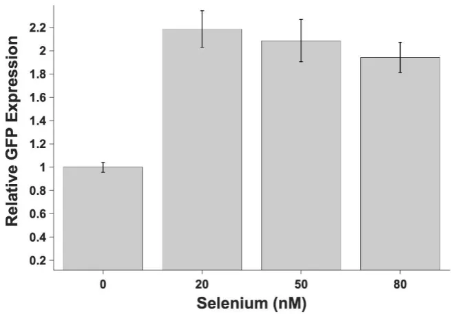 Fig 4. Added selenium enhances stop codon readthrough from the ATI-1 plasmid 