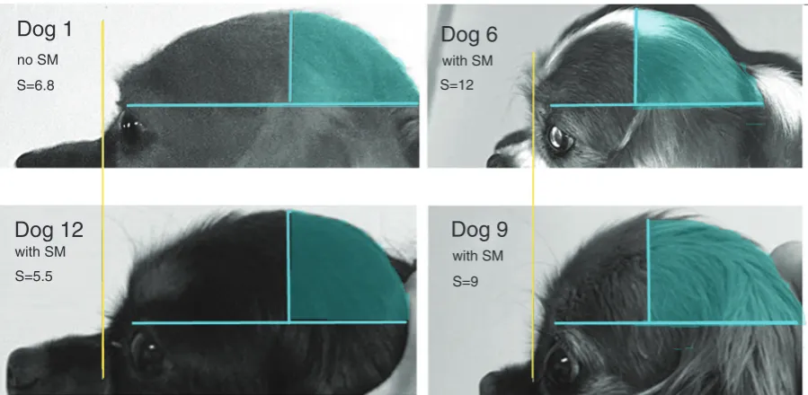 Figure 5 Four Cavalier King Charles spaniel (CKCS) exemplars with the most extreme range of checklist scores (S) in Sweden (top row) and UK (bottom row). Dogs 1 and 12 (lowest checklist scores) are judged to be ‘moderate’