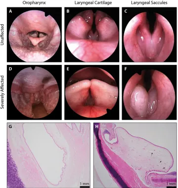 Fig 2. Pathological assessment of Norwich Terrier UAS. (A-F) Images from the laryngoscopic videos that were usedto grade anatomical components of the upper airway