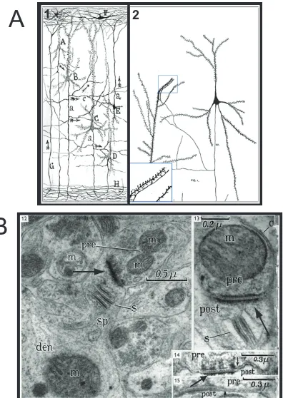 Figure 1.1 Hand drawing and electronmicrograph of synaptic connections between excitatory dendritic spines and axonal nerve fibers