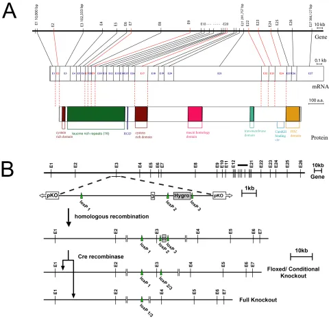 Figure 2.1 Structure of the Densin gene and design of the targeting construct.  (a) The Densin 