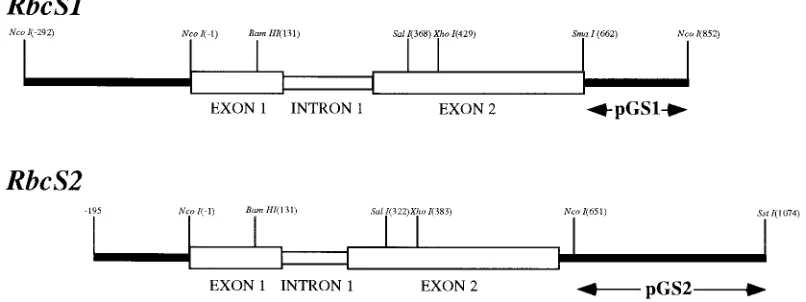 Figure 1. Schematic diagrams showing the structure ofRbcS1 and RbcS2 genes. Exon and intron sequences are represented as shown