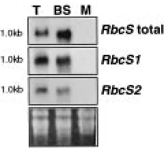 Figure 2. Sequence oftranslation start codon at position 1. The intron sequence is shownin lowercase letters and the predicted amino-acid sequence is shownbelow the corresponding nucleotide sequence