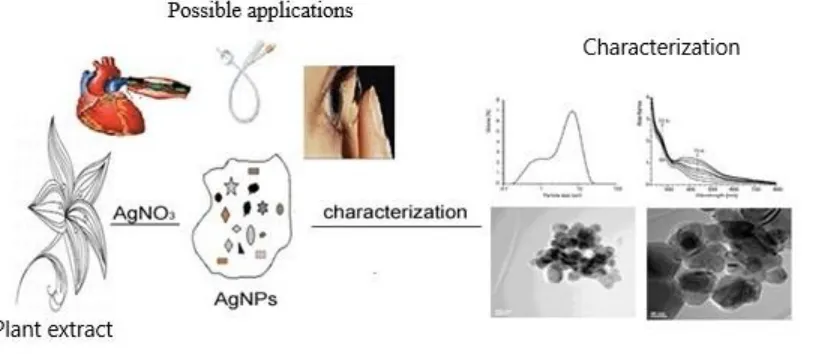 Figure 2. Green synthesis process of silver nanoparticles by using plant extracts 