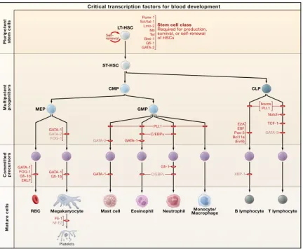 Figure 1. The hematopoietic tree. Adapted from (Orkin and Zon, 2008).  