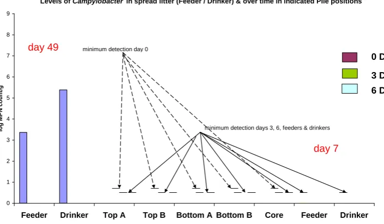 Figure 2.29 Campylobacter levels in litter at feeder and drinker (before and after litter piling) and in different positions in the litter pile over time (Laravale, cycle 2, January 2007)